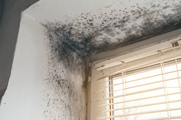 Affordable Basement Mold Removal solutions in Canton, IL