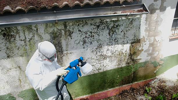Top rated local Basement Mold Removal specialists in Canton, IL